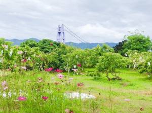 楠西永興吊橋平坦荔枝果園